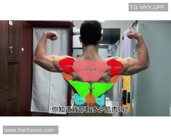 高拉力训练器使用技巧与背部肌肉全面训练方法解析